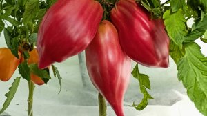 Томаты - Трудяги