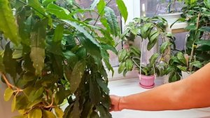 Рубрика "ПО ГОСТЯМ". Хойи и их особенности. видео от 03.12.2025г.