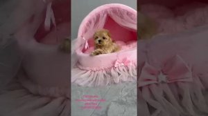 Мальтипу. Эксклюзивные щенки из питомника.