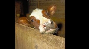 История ОБУ "Парфинской районной ветеринарной станции"