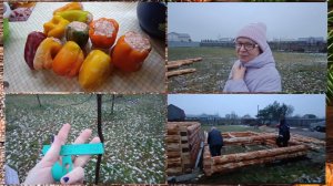 Фаршированный перец.В нашей семье так