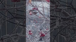 Дрозды в гостях