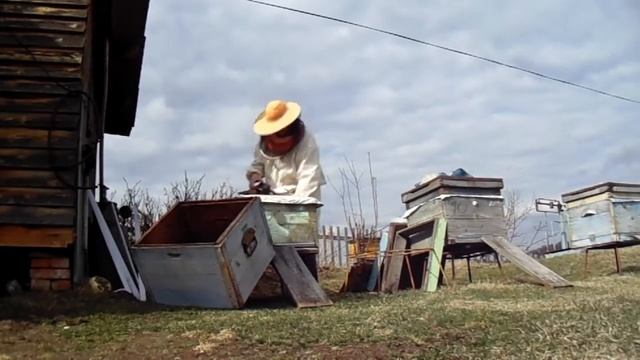 ПЕРЕСАДКА ПЧЕЛ В ЧИСТЫЕ УЛЬИ ПОСЛЕ ВЕСЕННЕГО ОБЛЕТА!