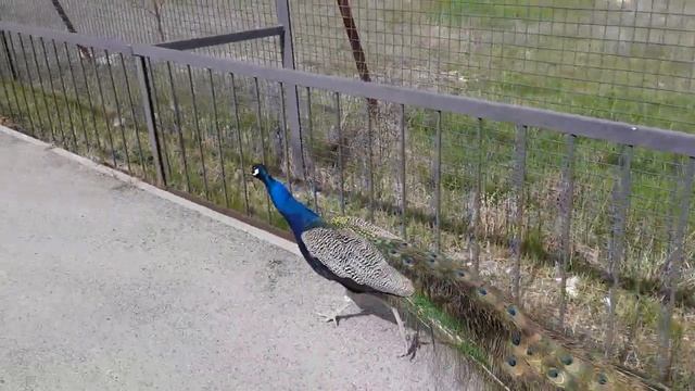 17 апреля. Парк львов _Тайган_🦁🦁🦁. Часть 5.