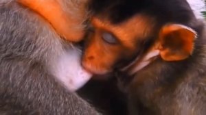 Кормление подросшего детёныша макаки   1000042653.mp4