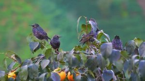 ОЧЕНЬ КРАСИВАЯ И ТРОГАТЕЛЬНАЯ МУЗЫКА ДЛЯ ДУШИ БЕЗ СЛОВ