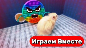 Хомяк выбирается из РАЗНОЦВЕТНОГО ПОПИТ ЛАБИРИНТА С МОНСТРОМ для хомячков-гениев ! Видео для детей
