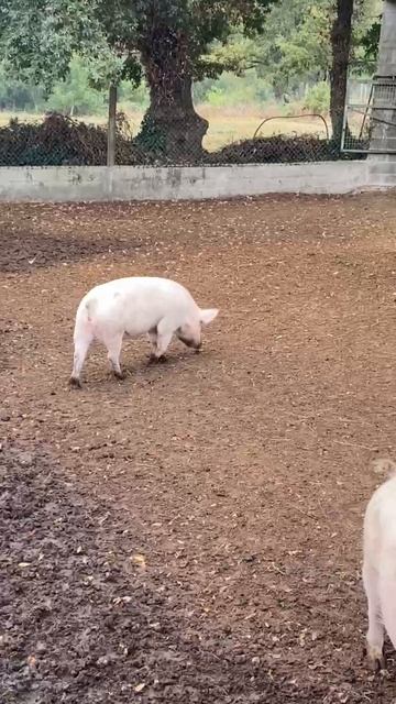 Порося. Путь Святого Иакова. день второй