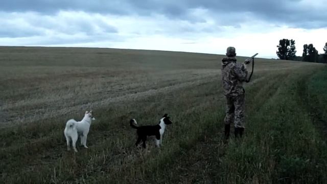 Реакция щенков на первый выстрел