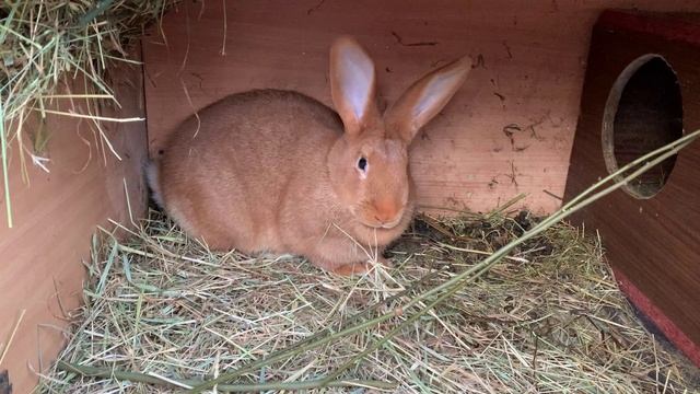 Крольчиха не потянула смотреть онлайн