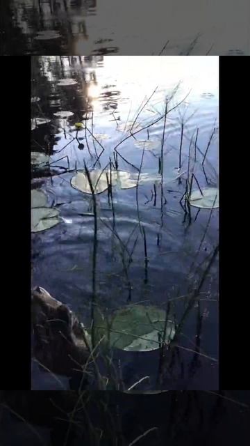 Ленобласть. Хвойное. 23.07.2024.Часть 104.Утята_ Да что же ты так долго спишь_ Всю ночь ждем завтрак