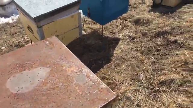 КАК Я ЗИМОВАЛ НА ВОЛЕ II ВЕСЕННИЙ ОБЛЕТ 2020 II ХОРОШИЕ РЕЗУЛЬТАТЫ II ПЧЕЛОВОДСТВО В СИБИРИ!