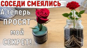 Я В ШОКЕ! Роза из черенка зацвела ПЫШНЕЕ, чем в саду