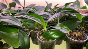 39 новых орхидей отцветашек и реанимашек