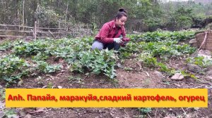 Anh Bushcraft. Папайя, маракуйя,сладкий картофель, огурец