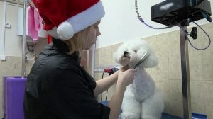 Мода на лапках: какие новогодние костюмы выбирают амурчане для своих питомцев