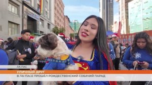 Рождественский собачий парад прошёл в Ла-Пасе