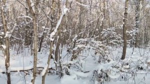 Канадский волк - гибрид. Середина декабря 2025