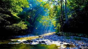 Звуки природы леса и реки 🌿💧 | Тихая река, пение птиц — Расслабляющая атмосфера для сна