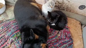 #собачка как мама#всеселая компания