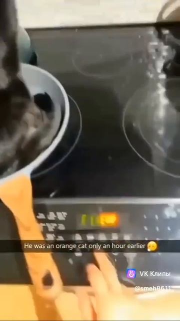 Приколы с животными