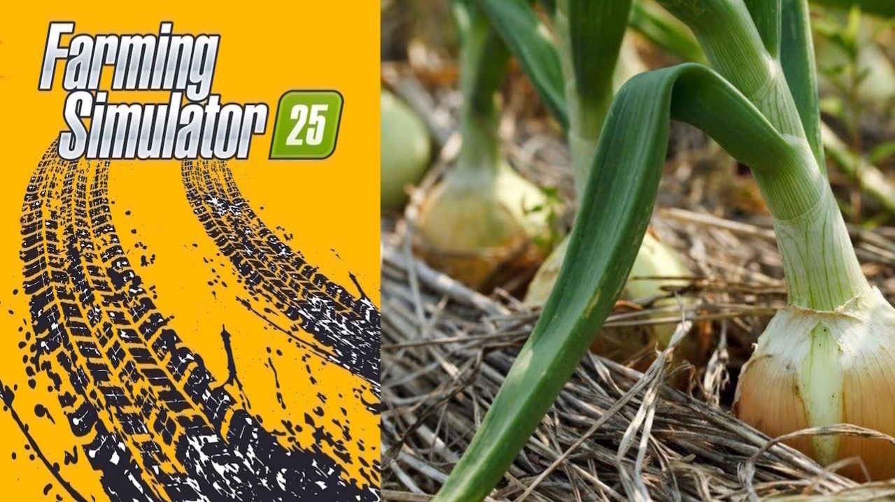 Уборка лука / FS25 Карта ЗарЯ ч.8 / Farming Simulator 25 🐄🌻🌽 смотреть онлайн