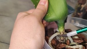 #147 ОрхоVLOG заложим лекарство, чтобы не попадала инфекция в ствол орхидеи.