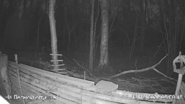 LIVE: На лесной опушке. Природа онлайн смотреть онлайн