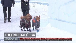 Городская ёлка. Новости. 15/12/2025. GuberniaTV