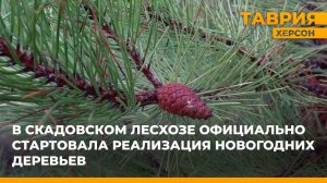 В Скадовском лесхозе официально стартовала реализация новогодних деревьев