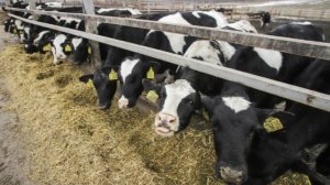 Россельхознадзор: РФ экспортировала 290 тыс. голов крупного рогатого скота