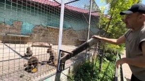 Подружка Лиды, самка анубиса стала хитрить, лапку после ссоры с самцом ей вылечили, но …