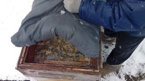 Чем опасны возвратные холода для пчел. Зимовка пчел..