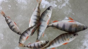 Зимняя рыбалка в Шалашной 13.12.25г!