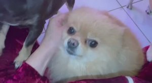 Большое спасибо Ирине за новогодний подарок.