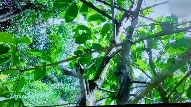 2 вида паука 🕸️🕸️ смотреть онлайн