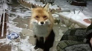 (1197) Суббота и воскресенье. Лиса приходит в гости. Декабрь 2025