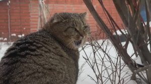 ДНЕВНИК лесного кота БАРСИКА: «Я - игрушка на елочке!»  - 12.12.2025