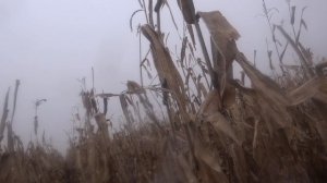 Охота с лайками в кукурузе. Надрали задницу стаду и секач за них порвал жестко собак..