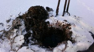 как установить морды под хатку ондатры. плюс результат... подробно объясню