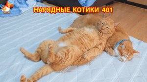 Нарядные Котики расслабляются на солнышке 🌞 🐈🐈🐈 (401)