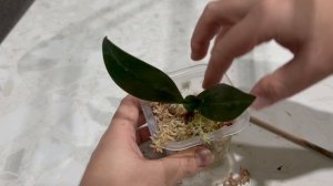 Пересадка детки орхидеи в мох. Мой метод