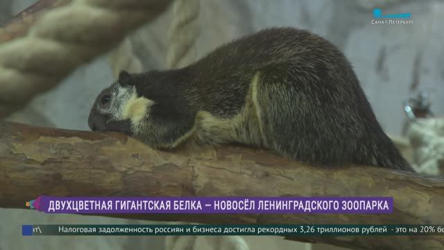 Двухцветная гигантская белка - новый обитатель Ленинградского зоопарка