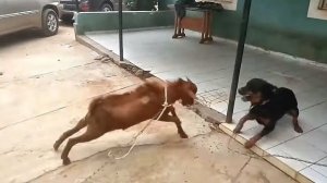 КОЗЛЫ В ДЕЛЕ... Козы против баранов, лошадей, кенгуру, собак, быков!