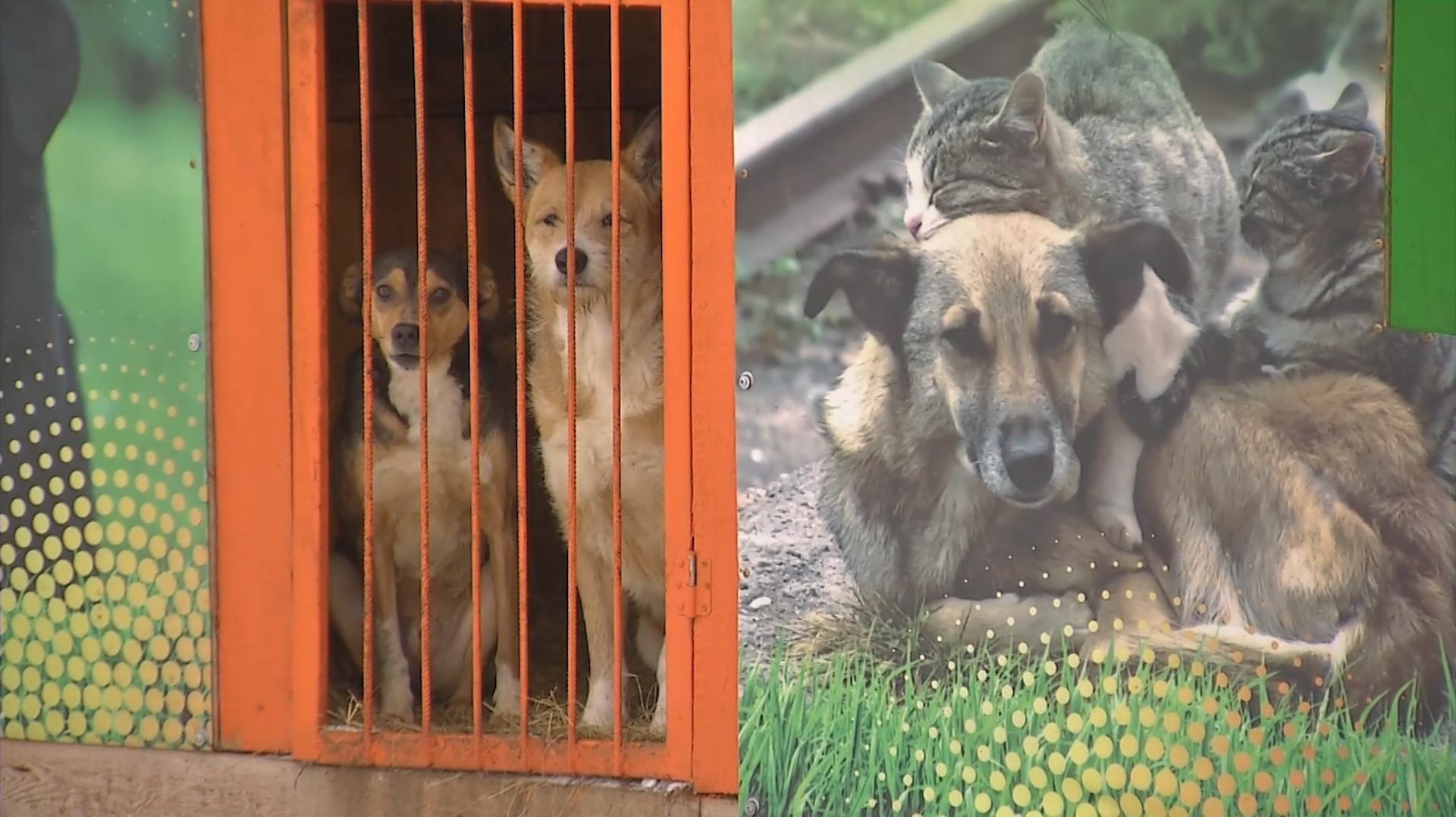 Акция добра для четвероногих смотреть онлайн