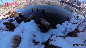 СИВУЧИ В СТОЛИЦЕ КАМЧАТКИ • БЕЗ КОММЕНТАРИЕВ