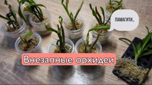 Приятный сюрприз в виде молодых орхидей