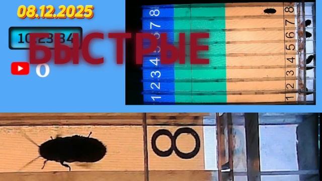 Мадагаскарские Тараканы! Обзор! смотреть онлайн