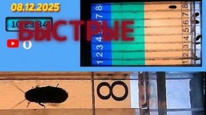 Мадагаскарские Тараканы! Обзор!