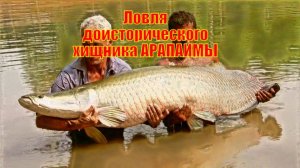 Ловля доисторического хищника АРАПАИМЫ